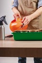 Woman watering planted seeds. Process of preparation prepended seedlings for the new season. Home gardening concept. Domestic life Royalty Free Stock Photo