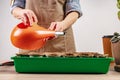 Woman watering planted seeds. Process of preparation prepended seedlings for the new season. Home gardening concept. Domestic life Royalty Free Stock Photo