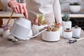 Woman watering pot with group of houseplants potted - Echeveria and Pachyveria opalina Succulents