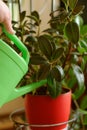 Woman watering potted flowers