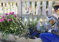 Woman watering a recently planted plant . Rustic garden next to an old chipped wood fence. gardening concept Royalty Free Stock Photo