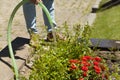 Woman is watering roses in garden