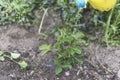 Woman watering seedlings of fresh strawberries on the field Royalty Free Stock Photo