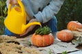 Woman watering succulent in pumpkin planter. Autumnal garden decor. Royalty Free Stock Photo