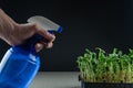 Woman watering sunflower microgreens from atomizer. Female hands spraying.