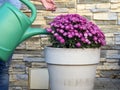 Woman waters flowers in the garden in a flower pot Royalty Free Stock Photo