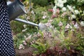 A woman waters flowers in her garden with a steel watering can.