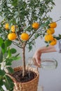 woman waters takes care of orange tree in wicker basket. citrus fruits grow on branches. ripe fruits Royalty Free Stock Photo