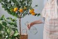 woman waters takes care of orange tree in wicker basket. citrus fruits grow on branches. ripe fruits Royalty Free Stock Photo