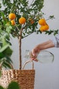 woman waters takes care of orange tree in wicker basket. citrus fruits grow on branches. ripe fruits Royalty Free Stock Photo