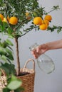 woman waters takes care of orange tree in wicker basket. citrus fruits grow on branches. ripe fruits Royalty Free Stock Photo