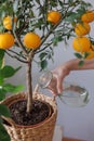 woman waters takes care of orange tree in wicker basket. citrus fruits grow on branches. ripe fruits Royalty Free Stock Photo