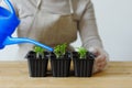 Woman waters young seedlings in boxes with other sprouts. Royalty Free Stock Photo