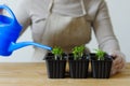 Woman waters young seedlings in boxes with other sprouts. Royalty Free Stock Photo