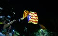 Woman waving estelada independentist flag during demonstration independentist in Barcelona