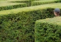 Woman wearing a baseball cap walks around lost in a giant labyrinth made of boxwood hedges