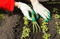 Woman wearing gardening gloves holding a rake and shovel, caring for plants in the garden Royalty Free Stock Photo