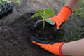 Woman wearing gardening gloves planting seedling in ground outdoors, closeup