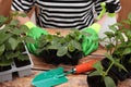 Woman wearing gardening gloves planting seedlings in plastic containers with soil at wooden table, closeup