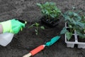 Woman wearing gardening gloves spraying with water seedling growing in ground outdoors, closeup