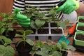 Woman wearing gardening gloves spraying with water seedlings growing in containers at wooden table, closeup