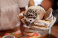 Woman wearing glove playing with small Hedgehog porcupine