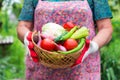 Woman wearing gloves with fresh vegetables in the box in her han Royalty Free Stock Photo
