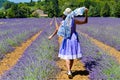 A woman wearing a hat and beautiful lavender dress walking on the path in the lavender fields. Provence, France Royalty Free Stock Photo