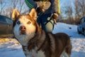 Close-Up Of Husky Dog In Winter. Woman Wearing Warm Clothes Holding Pet Welsh Corgi Dog In Winter In Snow Royalty Free Stock Photo