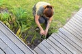 Woman weeding plants in home garden