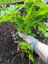 Woman weeding. Shot of a woman`s hand in a dirty glove holding big, green plants of ground elder Aegopodium podagraria removed
