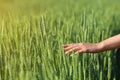 Woman in wheat field on sunny summer day. Amazing nature Royalty Free Stock Photo