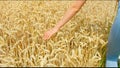 Woman in wheat field touches mature ears. Harvesting, grain crops. Golden wheat at sunset. Agriculture, farming Royalty Free Stock Photo