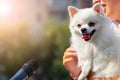 A woman with a white dog in her arms in front of a microphone gives an interview