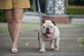 woman and white fat English Bulldog is walking on the street Royalty Free Stock Photo