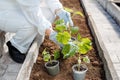 A woman in a white overalls prepares to plant a young cucumber seedling. P