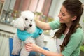 woman and white poodle. Dog gets hair cut at Pet Spa Grooming Salon. Closeup of Dog. groomer concept.the dog has a haircut. Royalty Free Stock Photo