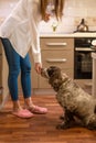 Woman in white shirt stand and feed dog Russian spanie from hand in kitchen