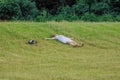 Woman in white skirt and t-shirt with red hearts lying on grass in city park with outstretched arms, bare feet.