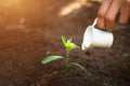 The woman who watered the seedlings will be a strong tree. World environment day concept Caring for seedlings that will grow, save Royalty Free Stock Photo