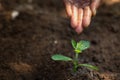 The woman who watered the seedlings will be a strong tree. World environment day concept Caring for seedlings that will grow, save Royalty Free Stock Photo