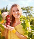 Woman winegrower picking grapes