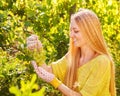 Woman winegrower picking grapes at harvest time Royalty Free Stock Photo