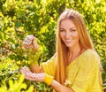 Woman winegrower picking grapes at harvest time