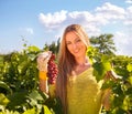 Woman winegrower picking grapes at harvest time Royalty Free Stock Photo