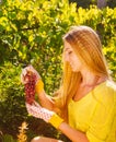 Woman winegrower picking grapes at harvest time Royalty Free Stock Photo