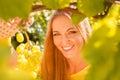 Woman winegrower picking grapes at harvest time Royalty Free Stock Photo