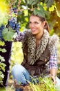 Woman winegrower picking grapes at harvest time