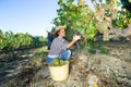 Woman winemaker picking harvest of grapes in vineyard at fields