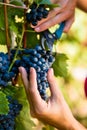 Woman winemaker picking wine grapes Royalty Free Stock Photo